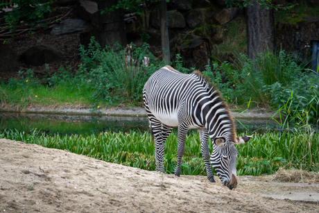 Dierenpark Amersfoort 