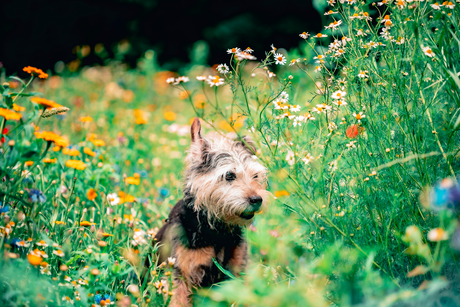 Hiding in the nature