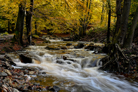 Herfst in de ardennen