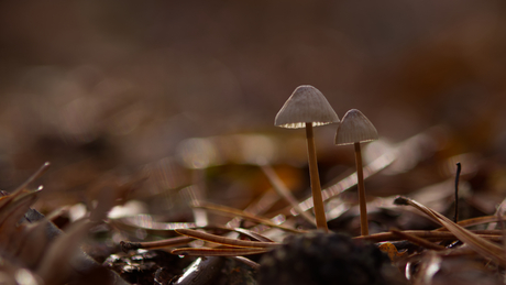 Samen in het bos