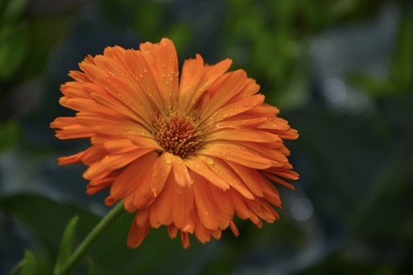 Goudsbloem 