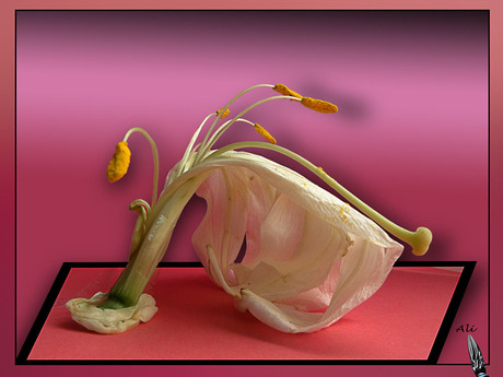 ik geef het op.............................