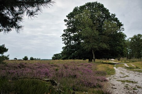 Kalmthoutse heide