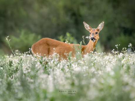 Ree tussen het boekweit