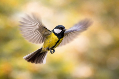 Koolmees in de vlucht