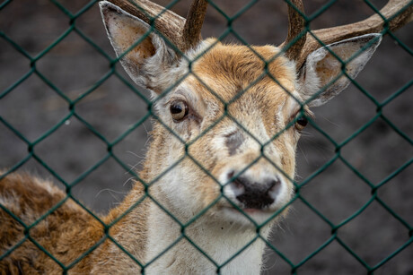 Damhert achter het hek