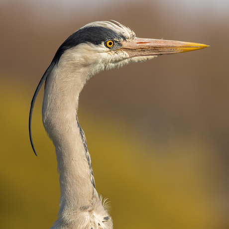 Reiger profiel