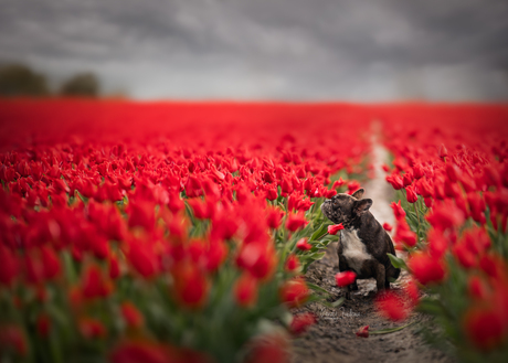 Red see of tullips