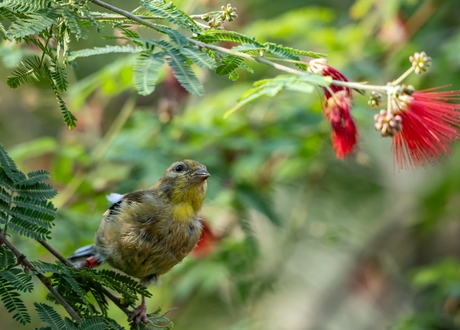Een klein eigenwijs vogeltje