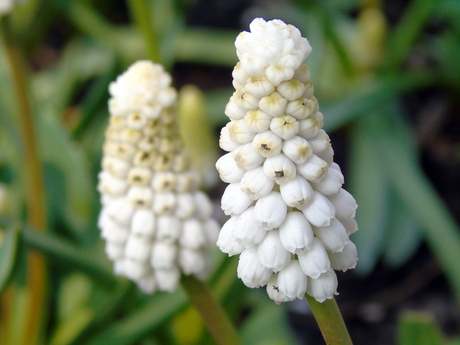 Muscari "White Spear"