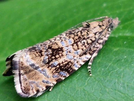 Brandnetelbladroller nog mooie uit 2025