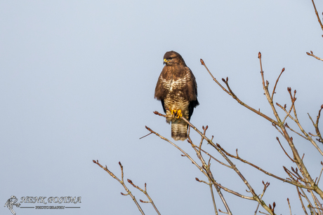 Buizerd