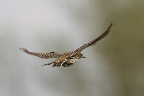 Graspieper in vlucht
