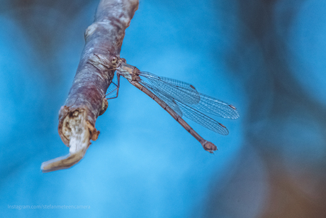 Libelle - Waterleidingduinen