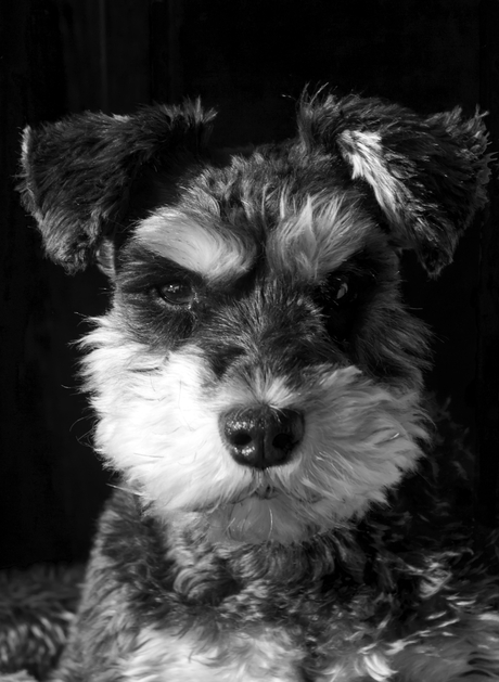Portret
