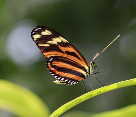 Vlinder