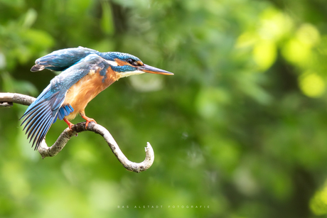 Stretching kingfisher