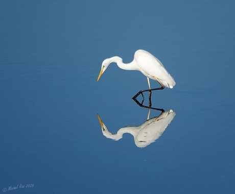 Synchroon, Grote Zilverreiger.