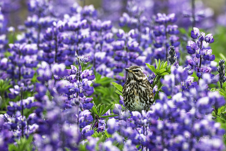 Koperwiek in lupineveld