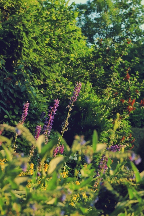 Green summer blossoming