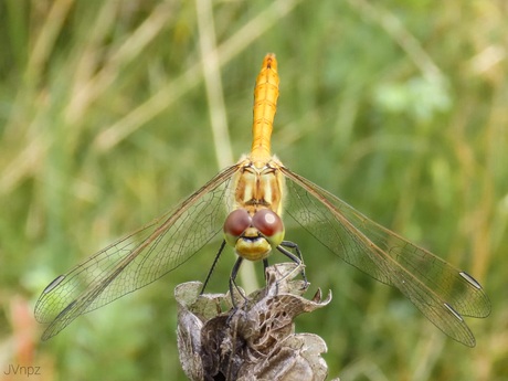 Steenrode heidelibel 