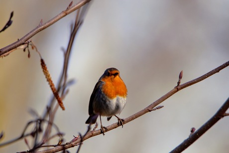 Roodborstje op een takje