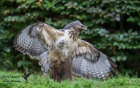 De buizerd.