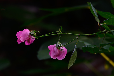 Paarse bloemetjes