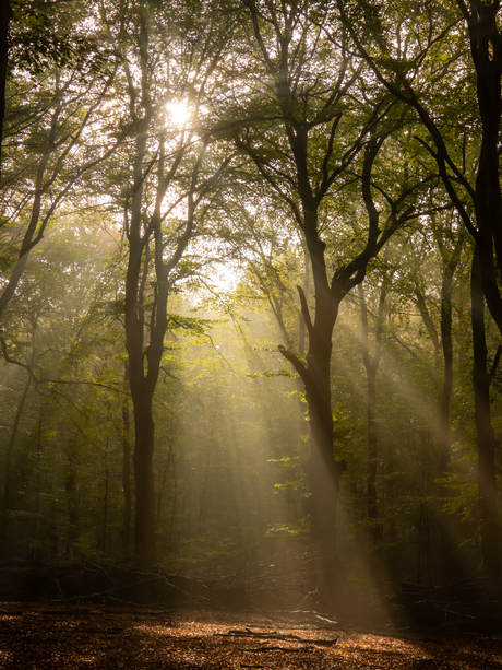 Zonnestralen in het bos