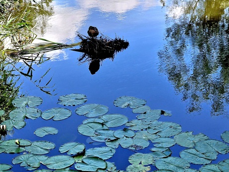 Waterlelies