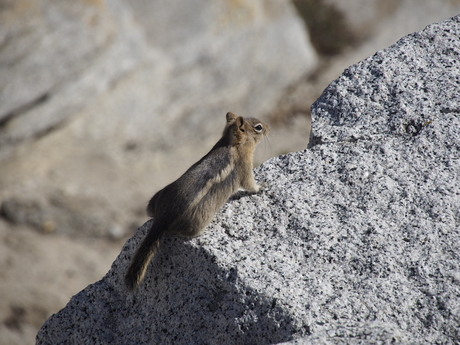 chipmunks 