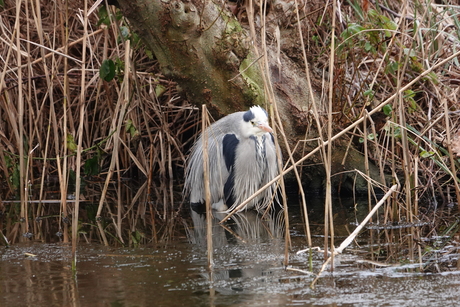 Blauwe reiger 2