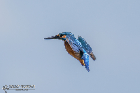 ijsvogeltje biddend in de lucht .vogelhut De Tike 