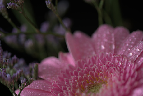 Juweeltje van de natuur 