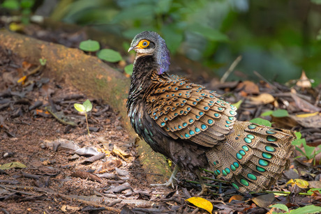 Het mannetje van de Borneose spiegelpauw