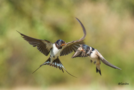 Laatste van de serie