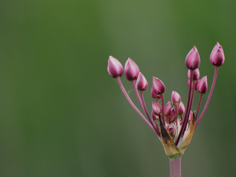 Zwanenbloem