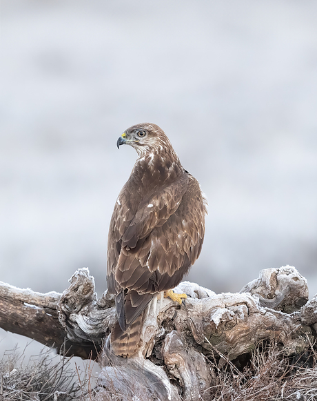 Buizerd in de vrieskou. 