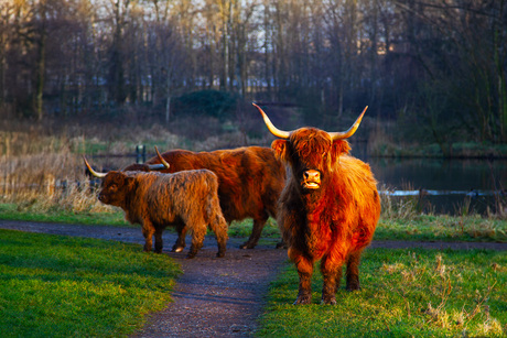 Schotse hooglanders