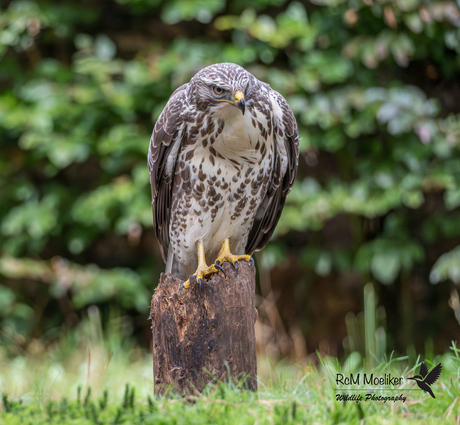 De buizerd.