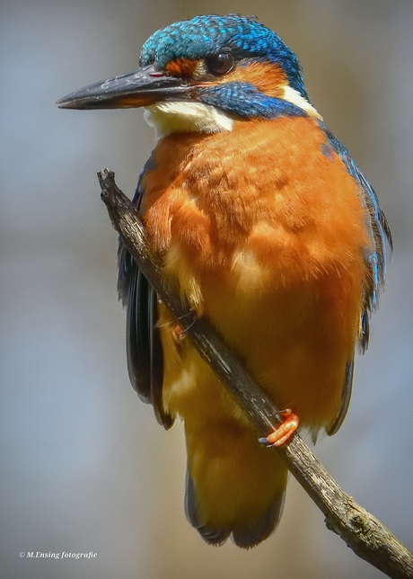 Ijsvogel 