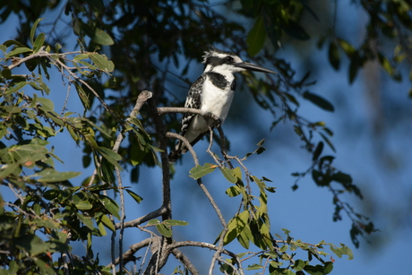 Pied Kingfisher(-Ceryle rudis)