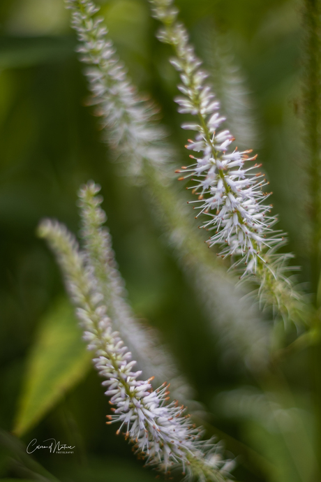 Veronicastrum virginicum