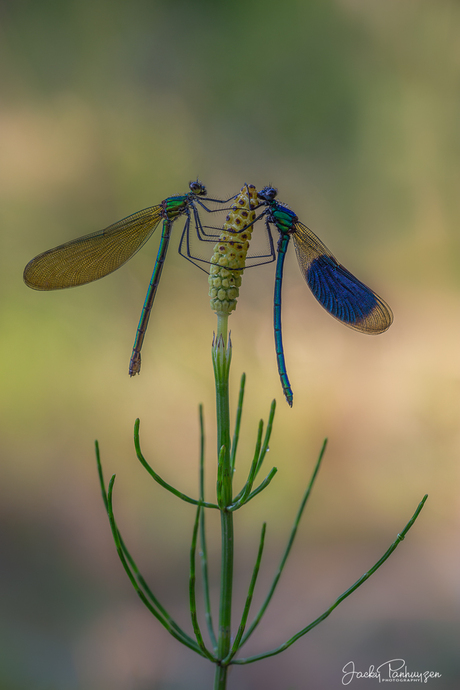 Mating Demoiselles