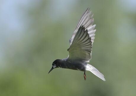biddend in de lucht 