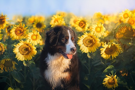 Hond in zonnebloemen 