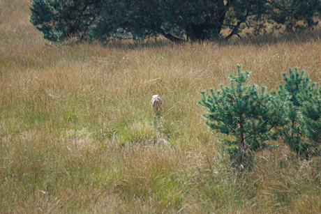 posbank met hertje int gras