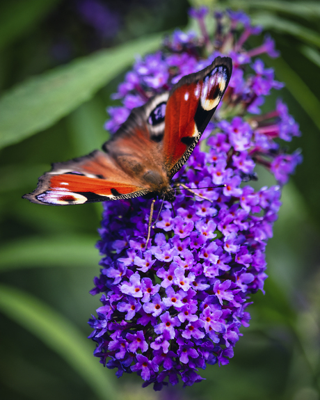 Dagpauwoog (Peacockbutterfly)