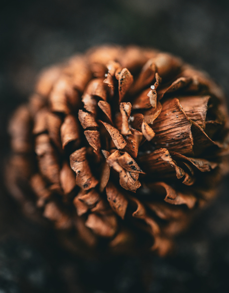 Pine
