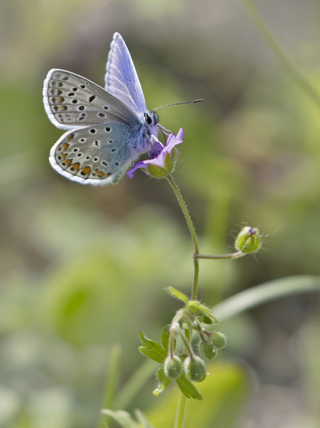 Blauwtje